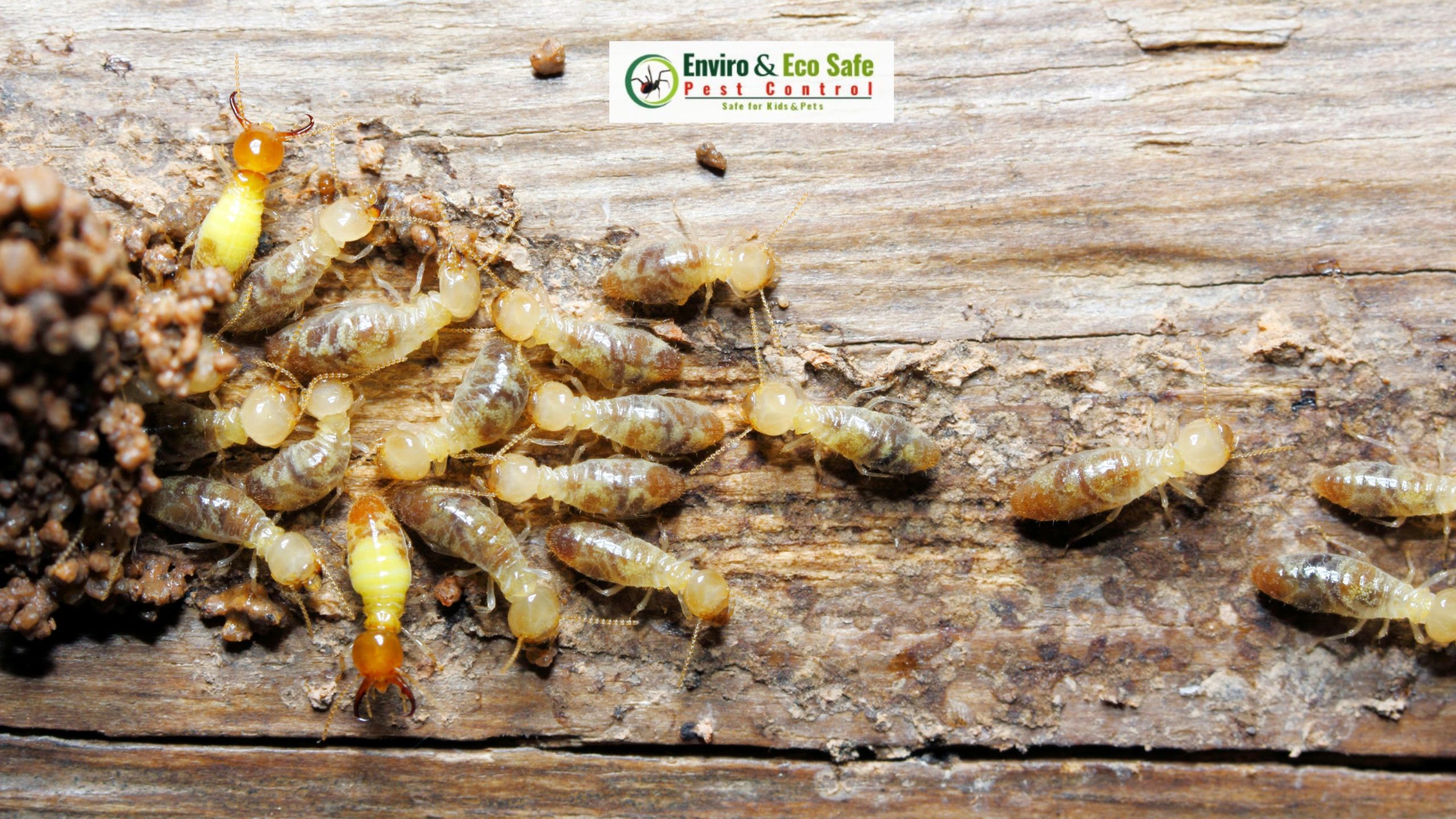 Termite Pest Control Perth, Termite Treatment & Removal Near me