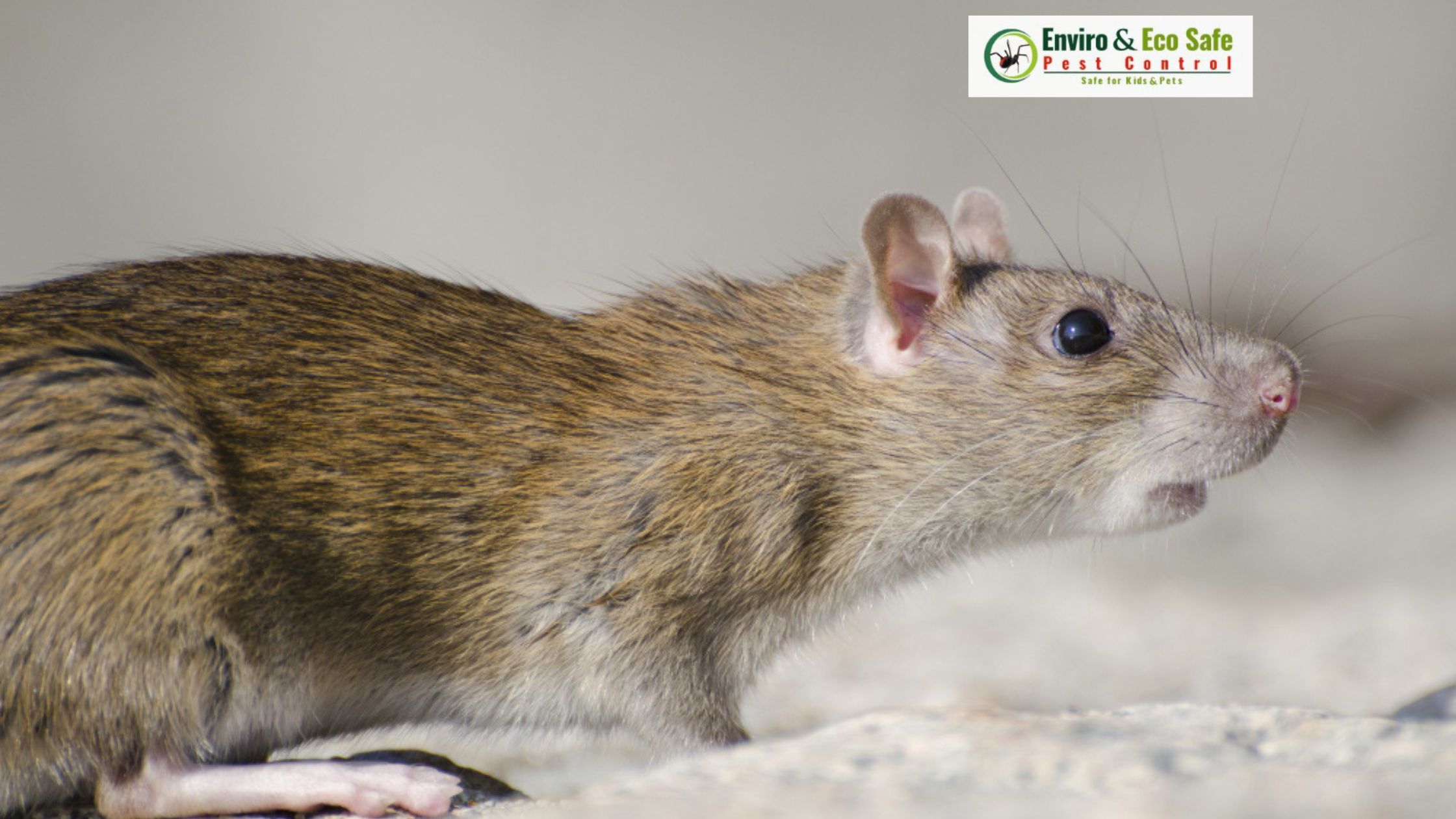 Rodent Control Perth, Eco-Friendly Rodent Removal Experts
